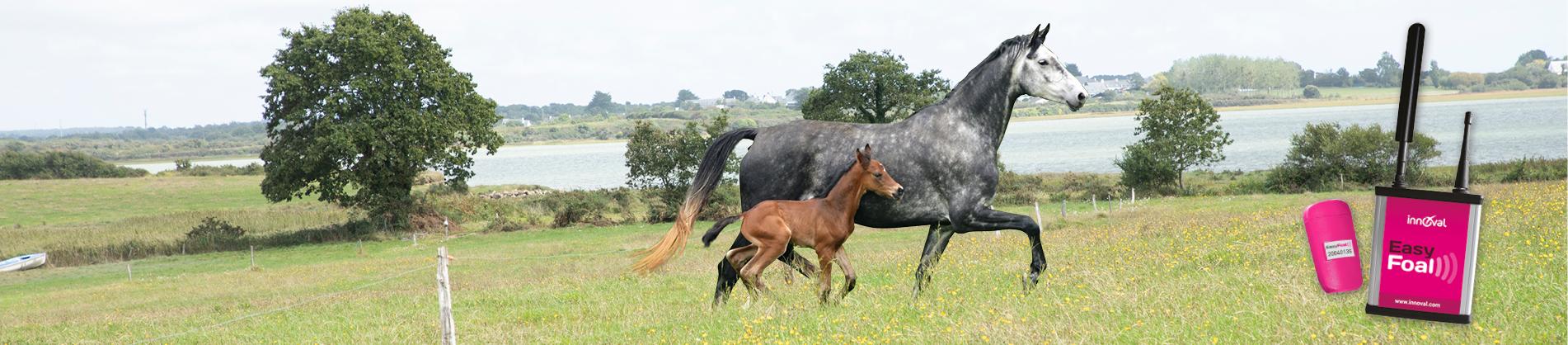 Easyfoal, efficacité et simplicité pour le poulinage